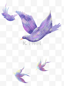 梦幻紫色喜鹊雀鸟动物