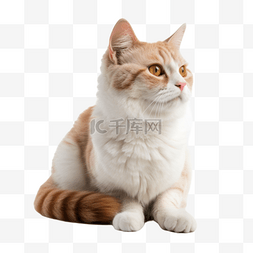 免扣摄影物品图片_动物猫咪免抠摄影小猫可爱