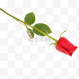 520节快乐图片_女神节红玫瑰玫瑰花