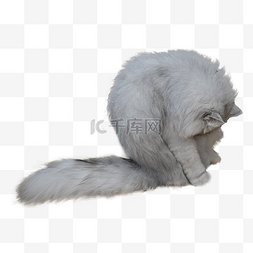 条纹动物蓬松猫