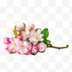 单瓣海棠图片_粉色海棠花卉