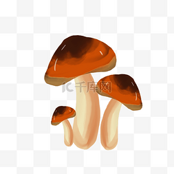 秋季野生蘑菇菌类