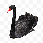 动物黑天鹅自然特写禽类