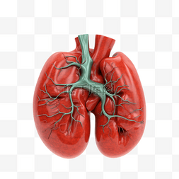 医疗人体组织器官图片_医学医疗人体器官组织肺