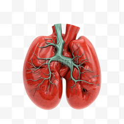 医学医疗人体器官组织肺