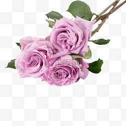 情人节浪漫鲜花花束紫玫瑰