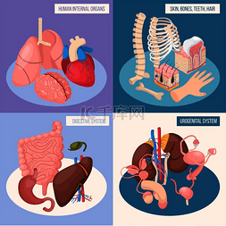 大脑和身体图片_人体器官22设计概念集消化和泌尿