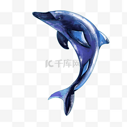 蓝鲸水彩图片_跳跃的蓝色水彩海豚