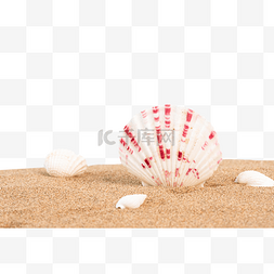 夏季贝壳图片_沙滩贝壳