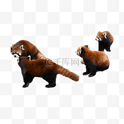 野生红色小熊猫哺乳动物