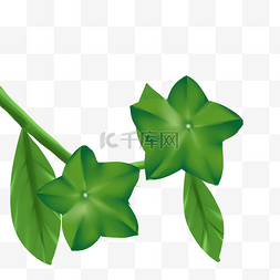 印加果绿色植物