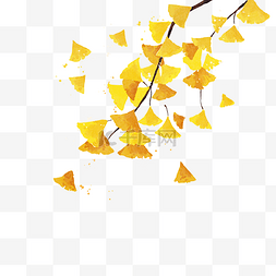 秋天银杏树落叶植物树枝