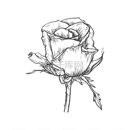 纹画图片_玫瑰花蕾孤立的素描花矢量开花植
