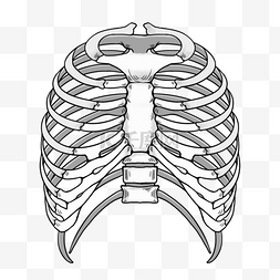 肋骨模型卡通