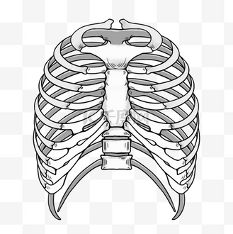 肋骨模型卡通