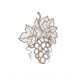 手绘一串图片_葡萄串与叶子孤立的铅笔画水果簇