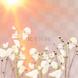 阳光照射下的白色花朵