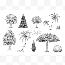灌木图片_一组树，棕榈树和灌木。 矢量手