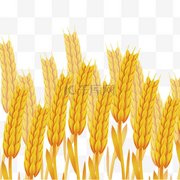 芒种金色麦子麦穗