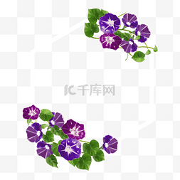紫色水彩牵牛花卉多边形边框