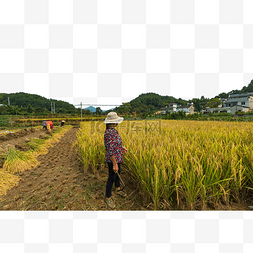 乡村村姑人物秋天稻子风景