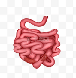 人体医疗组织器官大肠