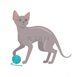 Peterbald 猫矢量平面设计插画。