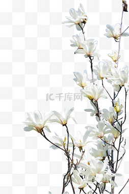 花蕾图片_白玉兰花朵花枝