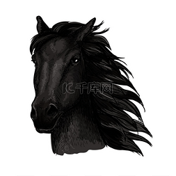 动物的画像图片_黑色骄傲的马画像深色渡鸦野马鬃