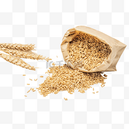 粮食麦穗麦子