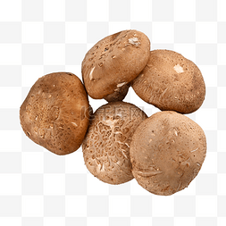 香菇食物蘑菇