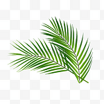 棕榈叶摄影图树木纹理