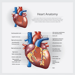 解剖图片_心脏解剖矢量图