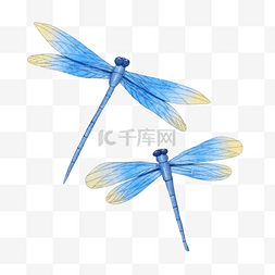 蜻蜓水彩蓝色昆虫