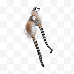 可爱毛绒动物环尾狐猴