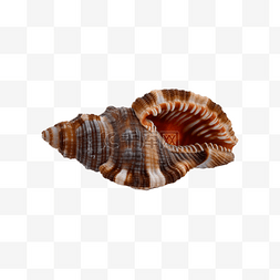双瓣图片_海螺配件海洋螺纹