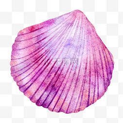 扇贝贝壳粉色紫色梦幻图片