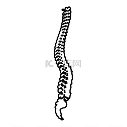 脊柱解剖图片_脊柱脊柱轮廓轮廓图标黑色矢量插