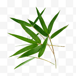 草本植物图片_竹叶自然树叶叶子