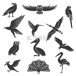 程式化的鸟类剪影黑色图标集。