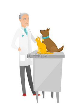 兽医检查图片_资深的白种人兽医检查宠物.