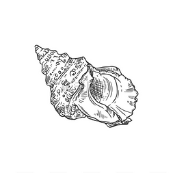 蛤矢量图片_素描海贝矢量罗纹斑蝥海螺雕刻的