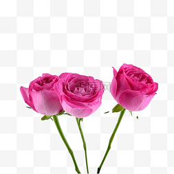 粉色玫瑰花卉植物红色