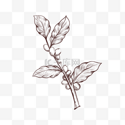 素描油灯图片_素描风格简约咖啡叶新鲜根茎
