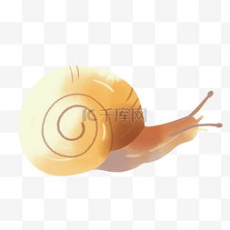 黄色蜗牛壳图片_黄色蜗牛动物
