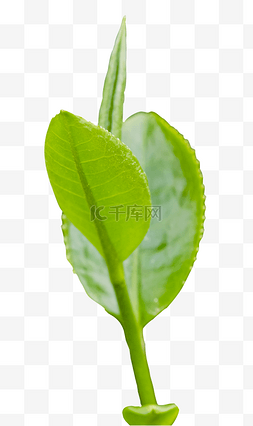 春季植物绿植茶叶