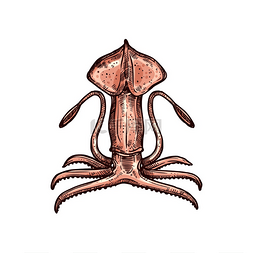 鱿鱼的触手图片_Octopoteuthidae 章鱼乌贼，巨型 Pholido