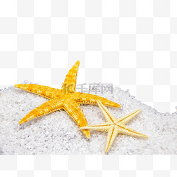 沙子上的贝壳海星