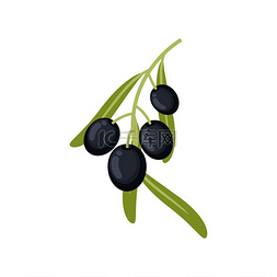 橄榄草图片_橄榄树枝上有叶子，黑色成熟的浆