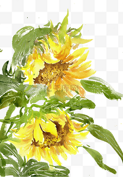 鲜艳的花朵素材图片_绽放的向日葵水墨